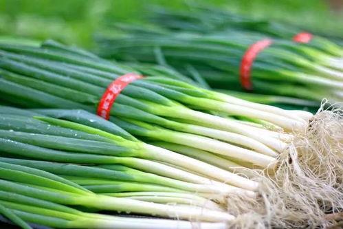 大禹城吃瓜,一场夏日吃瓜盛宴的盛况纪实