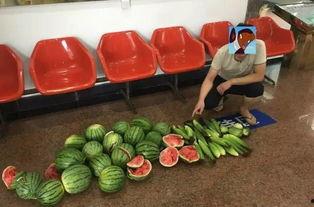 梦到偷瓜吃瓜,偷瓜吃瓜的奇幻之旅