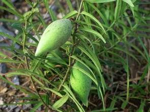 野瓜怎么吃才成熟,解锁自然美味之道