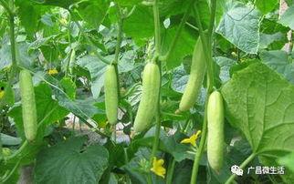 野瓜怎么吃才成熟,解锁自然美味之道