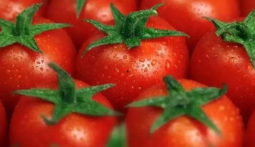 推文番茄吃瓜宝宝,趣味横生的亲子互动时光