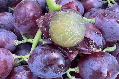 紫色背景吃瓜,揭秘娱乐圈的幕后故事