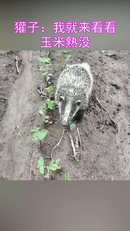 小獾默默吃瓜,揭秘瓜界那些事儿