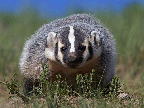 小獾默默吃瓜,揭秘瓜界那些事儿