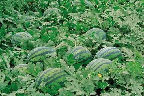 黑料吃瓜群入口