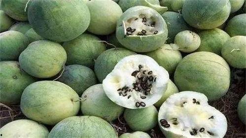 吃沙漠瓜的坏处