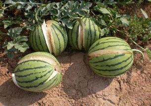 吃沙漠瓜的坏处