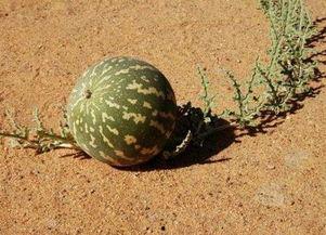 吃沙漠瓜的坏处