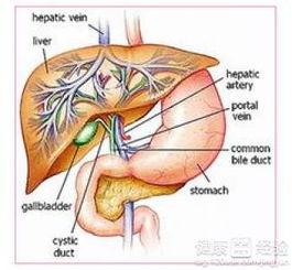 吃瓜胆囊疼,揭秘过度“吃瓜”背后的健康隐患