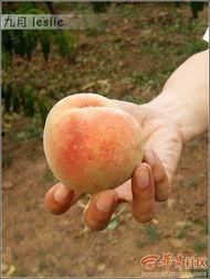 大型吃瓜交友会,欢乐互动，趣味交友盛宴