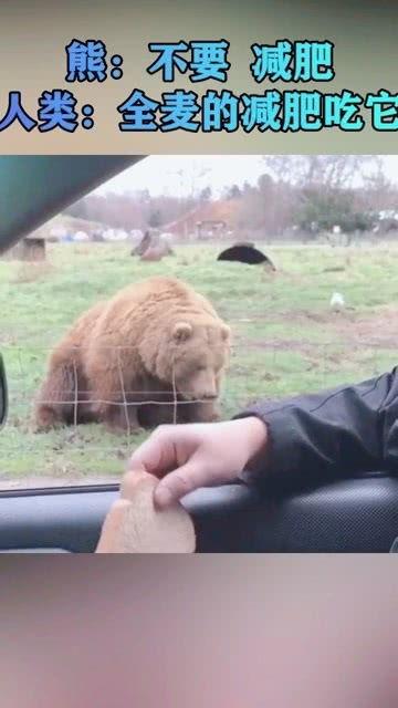 减肥可以吃熊瓜吗,天然食材的健康选择