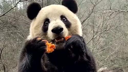 瓜哥吃瓜之大熊猫,大熊猫的趣味生活揭秘