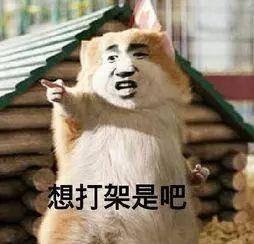 师虎吵架吃瓜,一场吃瓜群众的激情围观