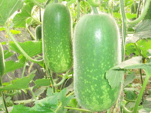 wyb的吃瓜,揭秘娱乐圈背后的真相与争议