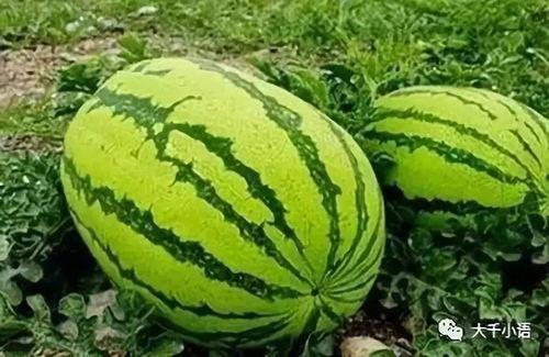 日照吃瓜大赛详情,吃瓜大赛精彩瞬间大盘点